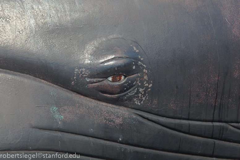 blue whale eye